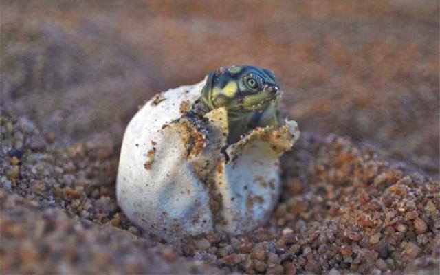 Tartaruga Podocnemis expansa