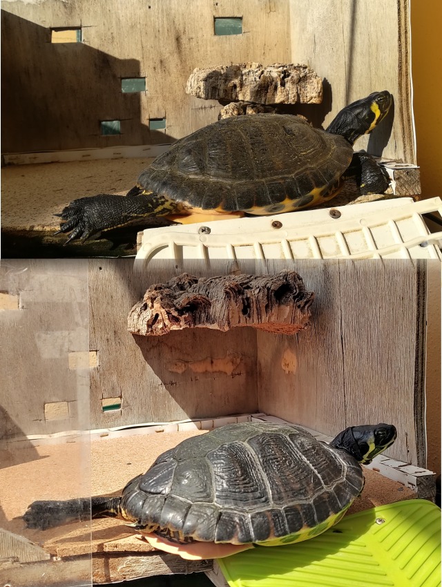 Prima e dopo aggiornamento zona basking Ruga tartaruga
