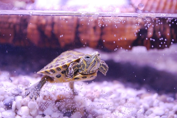 Nomi per tartarughe d'acqua dolce maschili e femminili