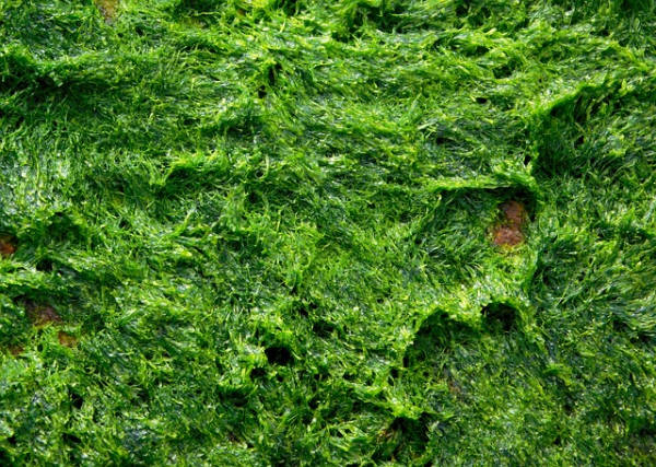 Alghe nella tartarughiera, rimedi efficaci