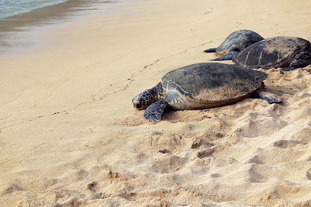 Trovato Anzio primo nido tartarughe marine