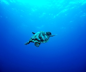 Tartaruga di mare mangia plastica